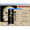 Interactive Skeleton