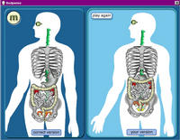 link to and screen shot of Bodywise biology and anatomy software